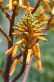 Aloe buhrii