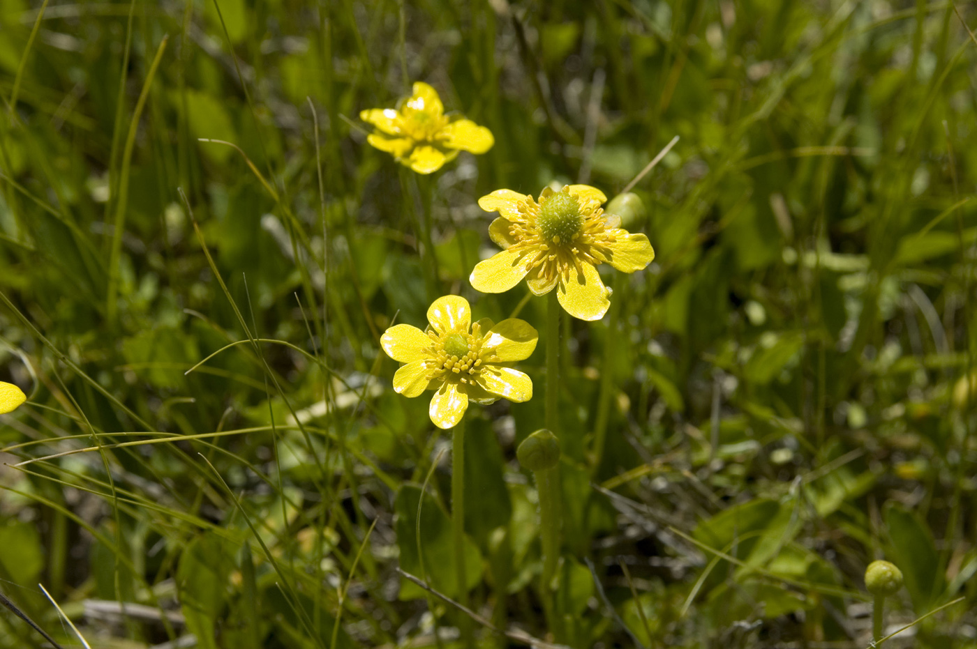 Image of Halerpestes salsuginosa specimen.