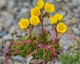 Saxifraga flagellaris. Цветущее растение. Республика Северная Осетия-Алания, Ирафский р-н, Большой Кавказ, Гуларский хребет, западный отрог горы Казатхох, ≈ 3280 м н.у.м., щебнистая россыпь. 07.07.2021.