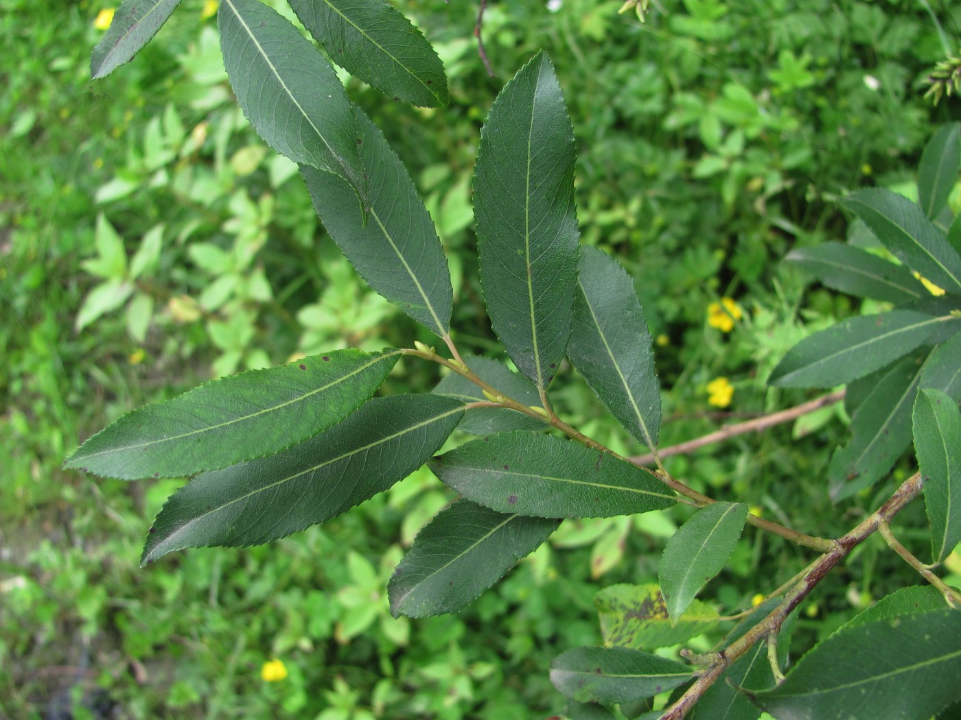 Image of Salix triandra specimen.