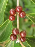 Lonicera maackii. Часть побега с соплодиями. США, штат Мериленд, Роквилл, на обочине дороги. 18 сентября 2007 г.