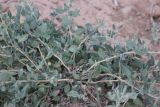 Chenopodium frutescens