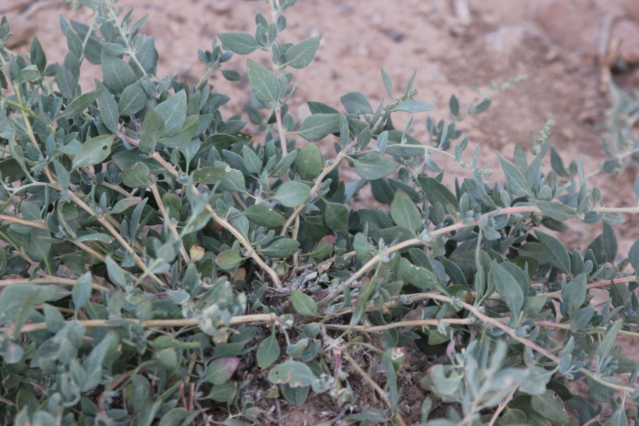 Image of Chenopodium frutescens specimen.