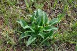 Phlomis pungens