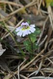 род Euphrasia. Верхушка цветущего аномального растения. Костромская обл., Кологривский р-н, северная окраина с. Илешево, крутой береговой склон, под сосной. 7 сентября 2020 г.