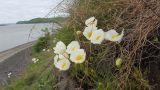 Papaver amurense