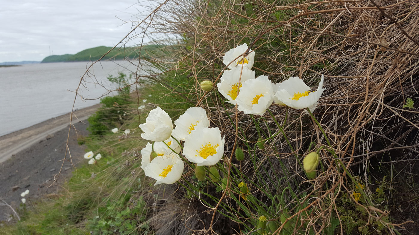 Image of Papaver amurense specimen.