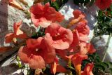 Campsis grandiflora. Цветки. Греция, Эгейское море, о. Парос, пос. Дриос, заросший приусадебный участок. 03.06.2021.