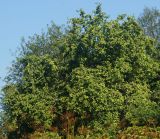 Malus domestica