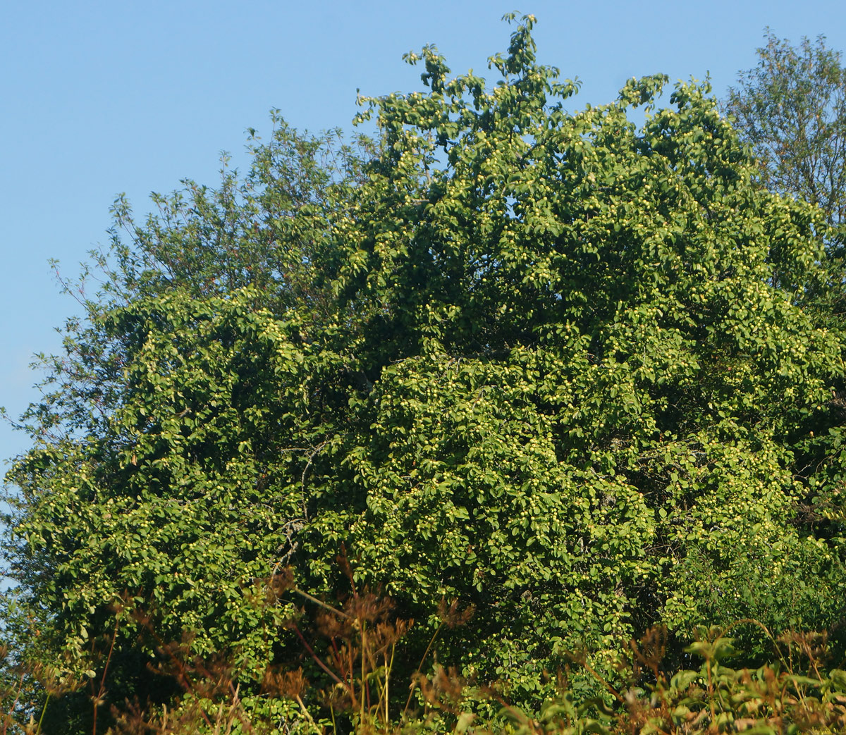 Изображение особи Malus domestica.