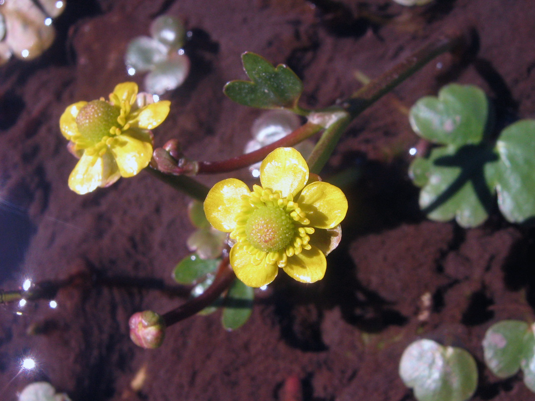 Image of Ranunculus natans specimen.