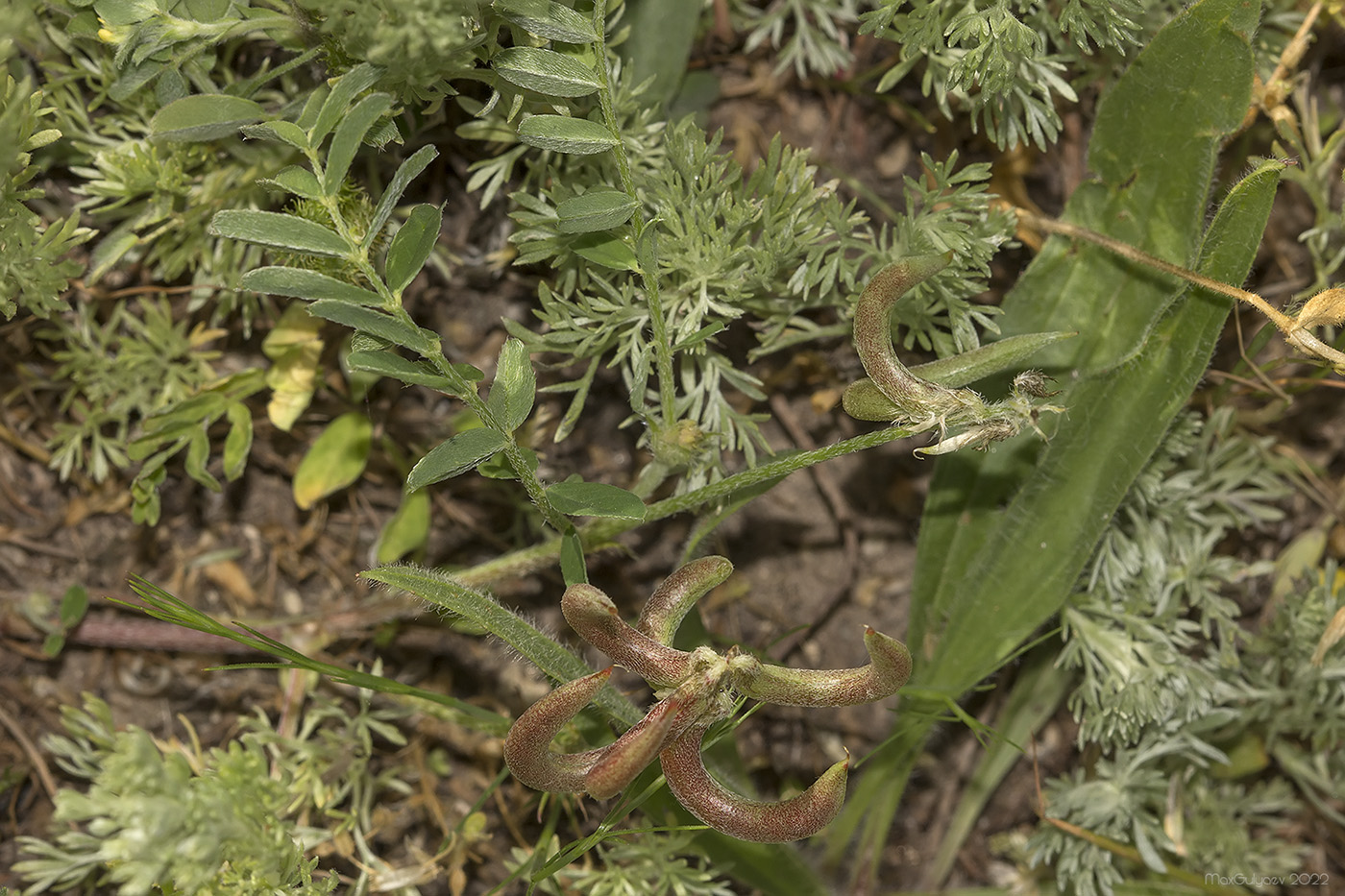 Image of Astragalus hamosus specimen.