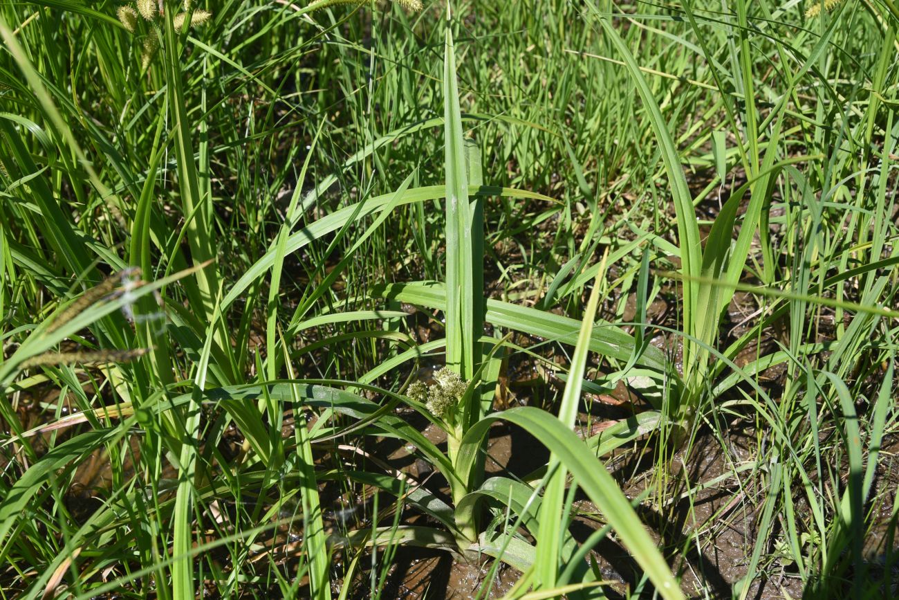 Image of Scirpus sylvaticus specimen.