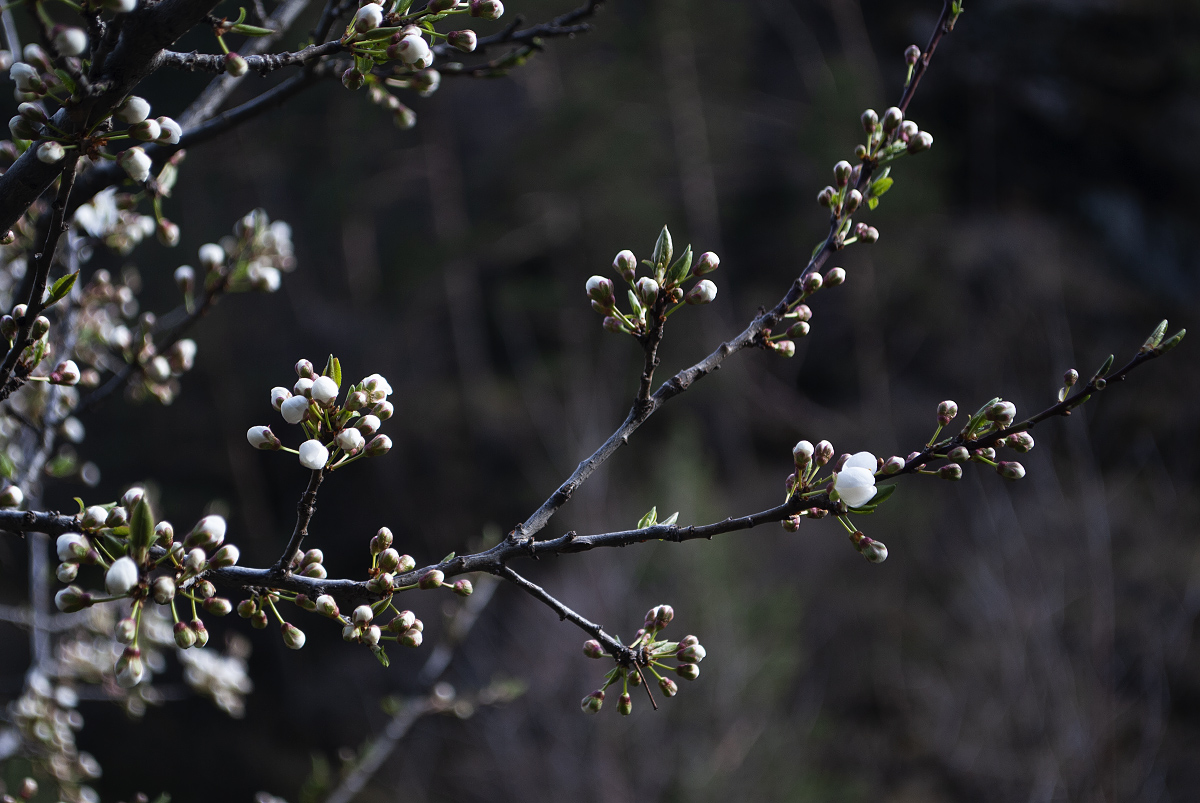 Image of Prunus cerasifera specimen.