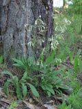 Silene nutans