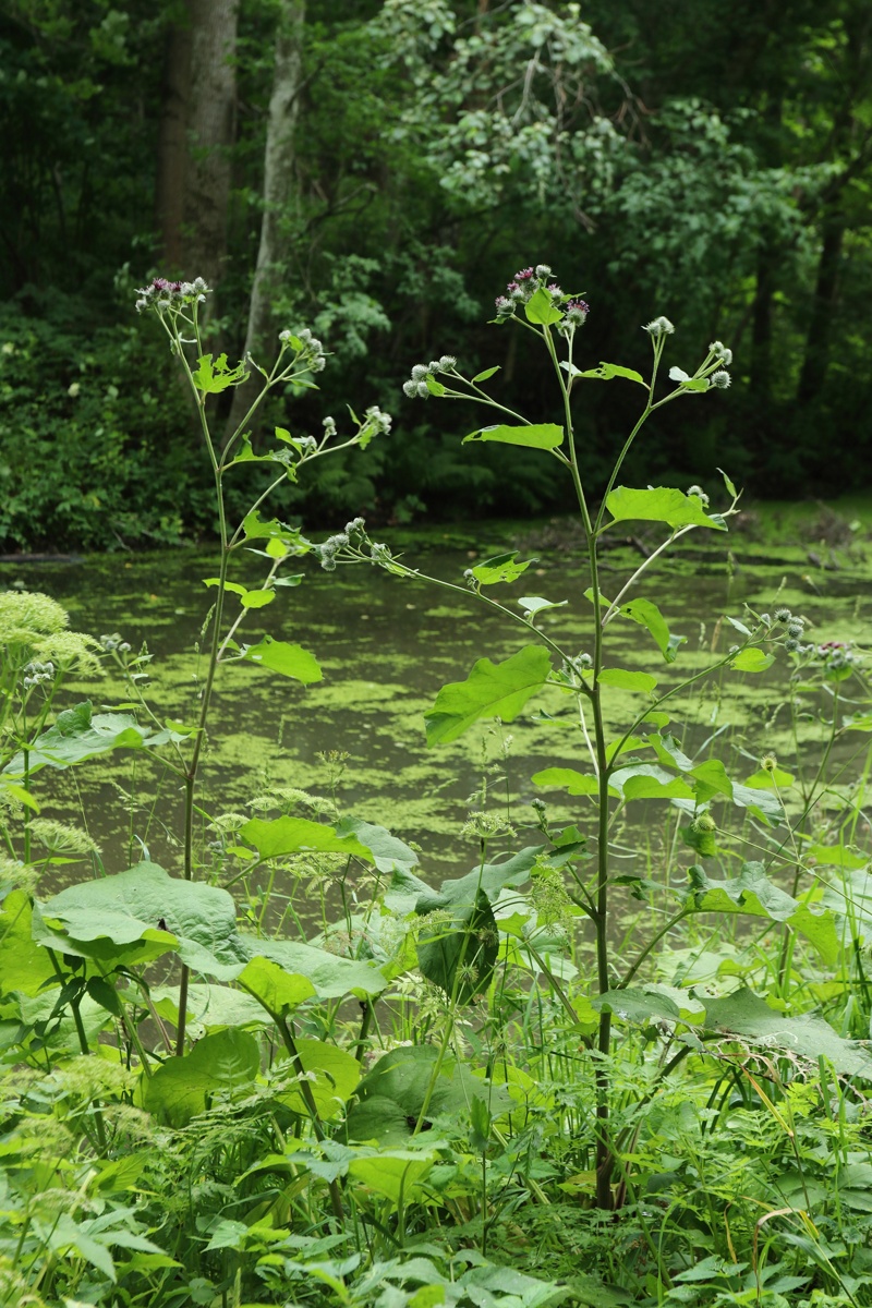 Изображение особи Arctium &times; ambiguum.