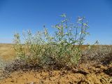 Silene odoratissima