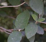 Viburnum lantana