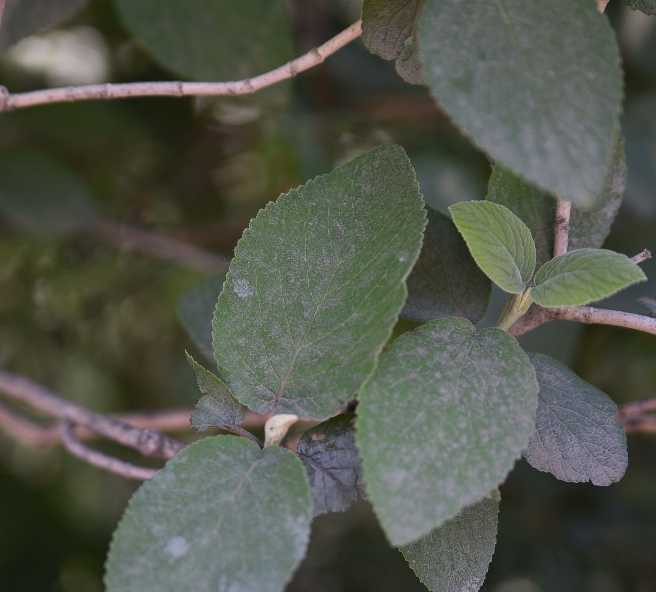 Image of Viburnum lantana specimen.