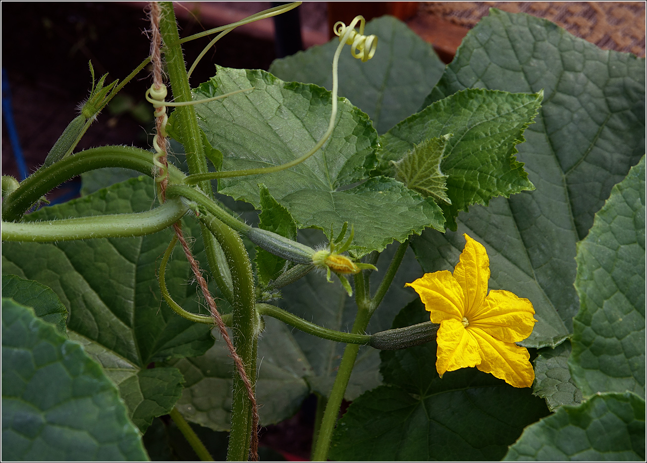 Image of Cucumis sativus specimen.