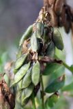 Astragalus subpolaris. Соплодие с невызревшими плодами. Мурманская обл., окр. пос. Дальние Зеленцы, побережье Ярнышной губы, приморская тундра. 05.08.2010.