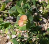 Lathyrus fulvus