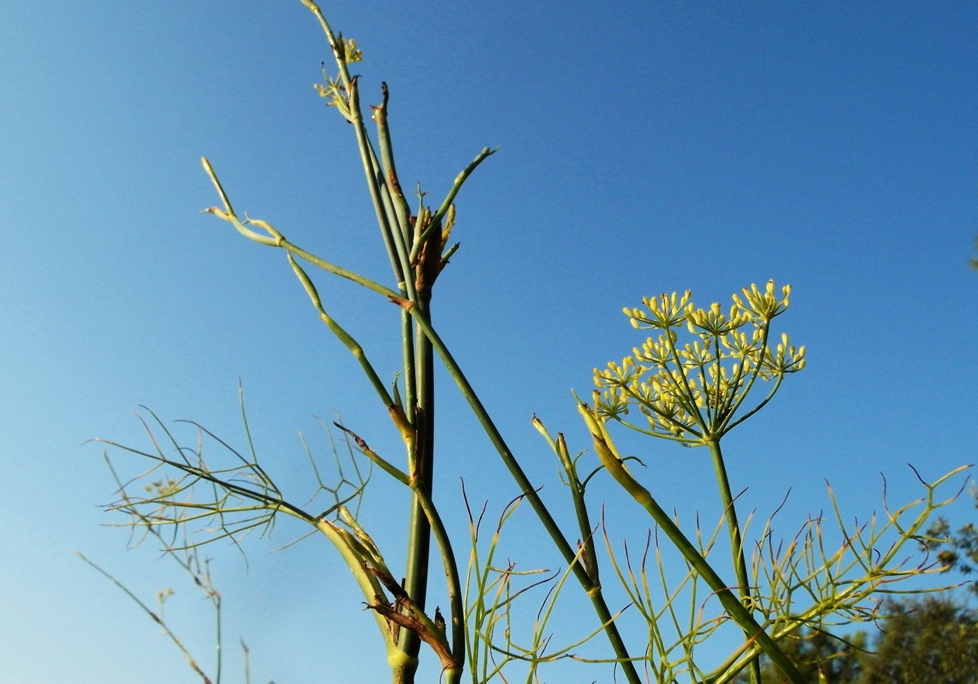 Изображение особи Foeniculum vulgare.