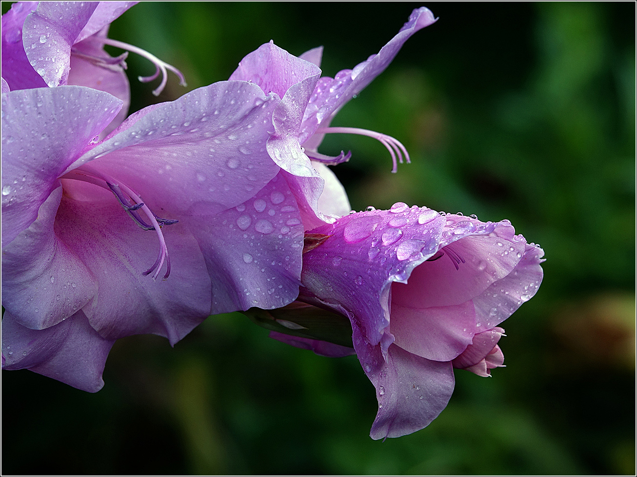 Image of Gladiolus &times; gandavensis specimen.