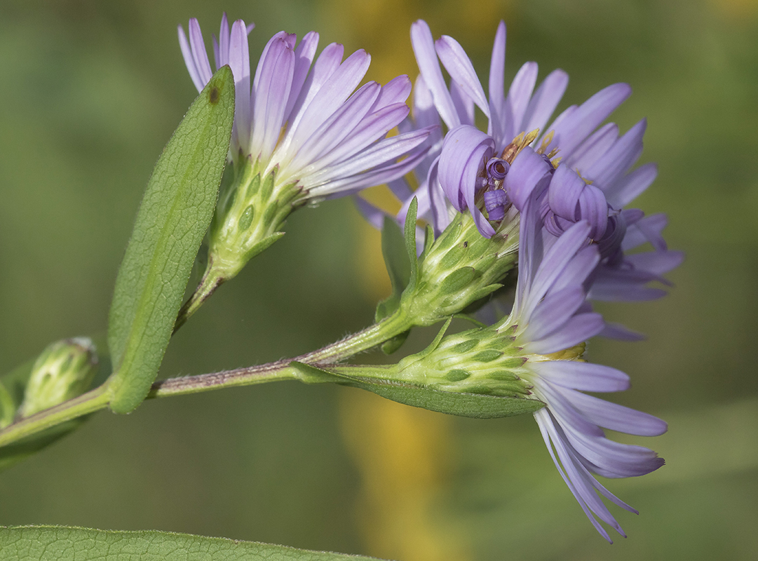 Изображение особи Symphyotrichum &times; salignum.