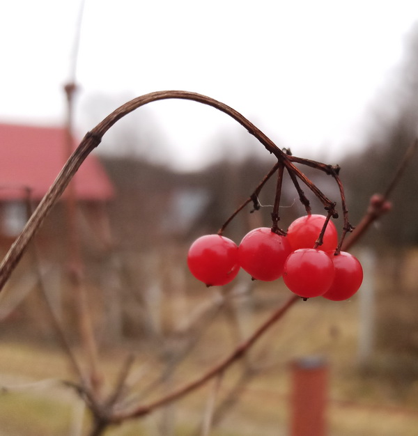 Изображение особи Viburnum opulus.