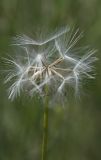 Image of taxon representative. Author is Владимир Эпиктетов