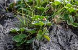 Potentilla megalantha. Плодоносящее растение. Курильские о-ва, о-в Кунашир, мыс Сукачёва, у подножия скалы. 22.08.2022.