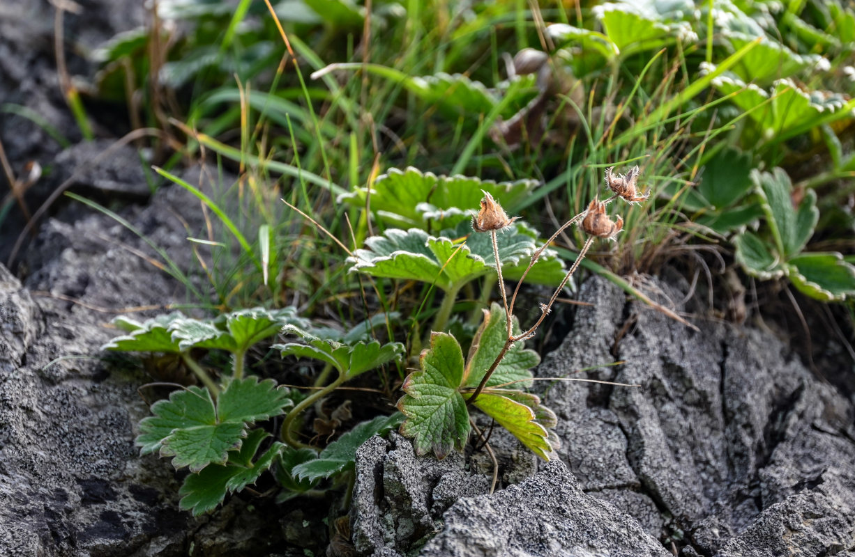 Изображение особи Potentilla megalantha.