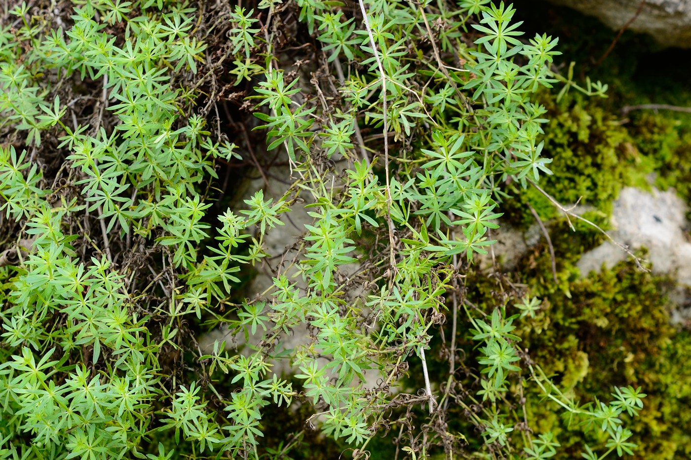 Изображение особи Galium humifusum.