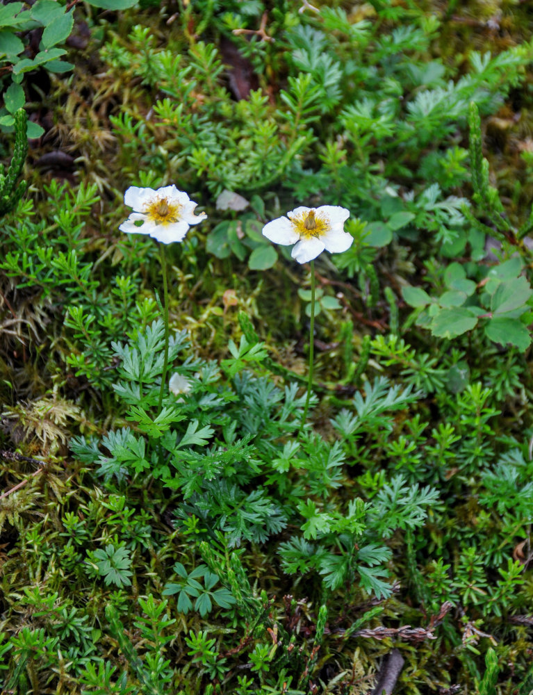 Image of Sieversia pusilla specimen.