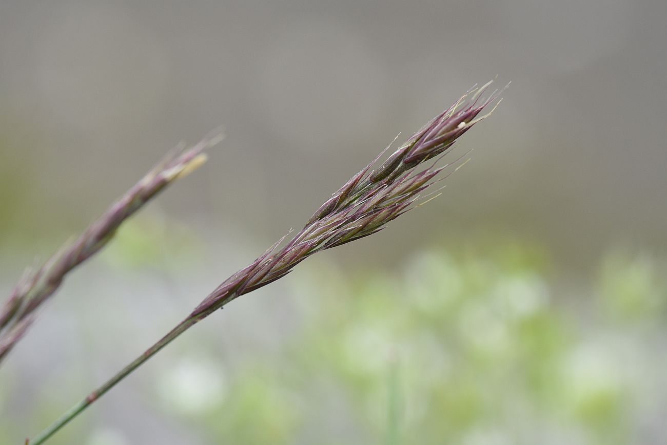 Изображение особи семейство Poaceae.