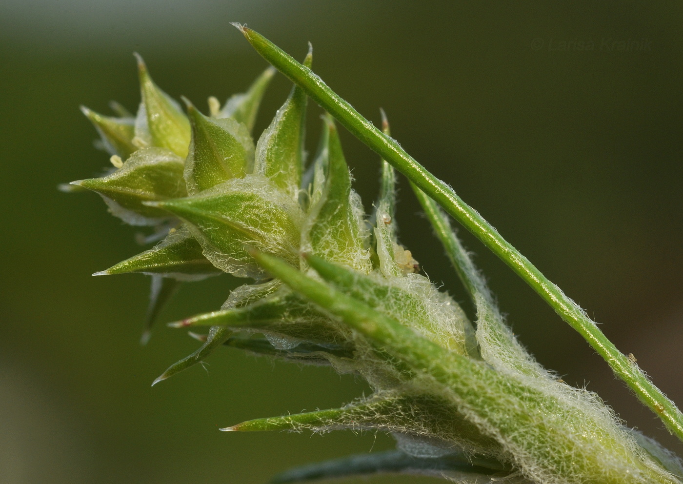 Image of Corispermum stauntonii specimen.