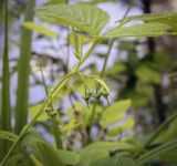 Rubus idaeus. Верхушка веточки с соцветиями в бутонах. Владимирская обл., окр. г. Александров, сосновый бор. 10.06.2022.