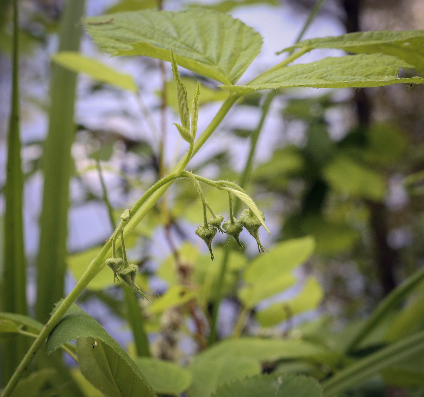 Изображение особи Rubus idaeus.