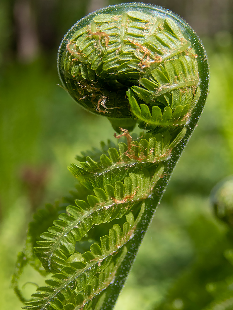 Изображение особи Matteuccia struthiopteris.