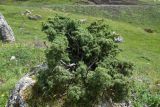 Juniperus oblonga. Вегетирующее растение. Республика Ингушетия, Джейрахский р-н, окр. альплагеря \"Кязи\", выс. 1960 м н.у.м, на одиночном камне. 23 июля 2022 г.