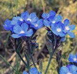 Anchusa azurea