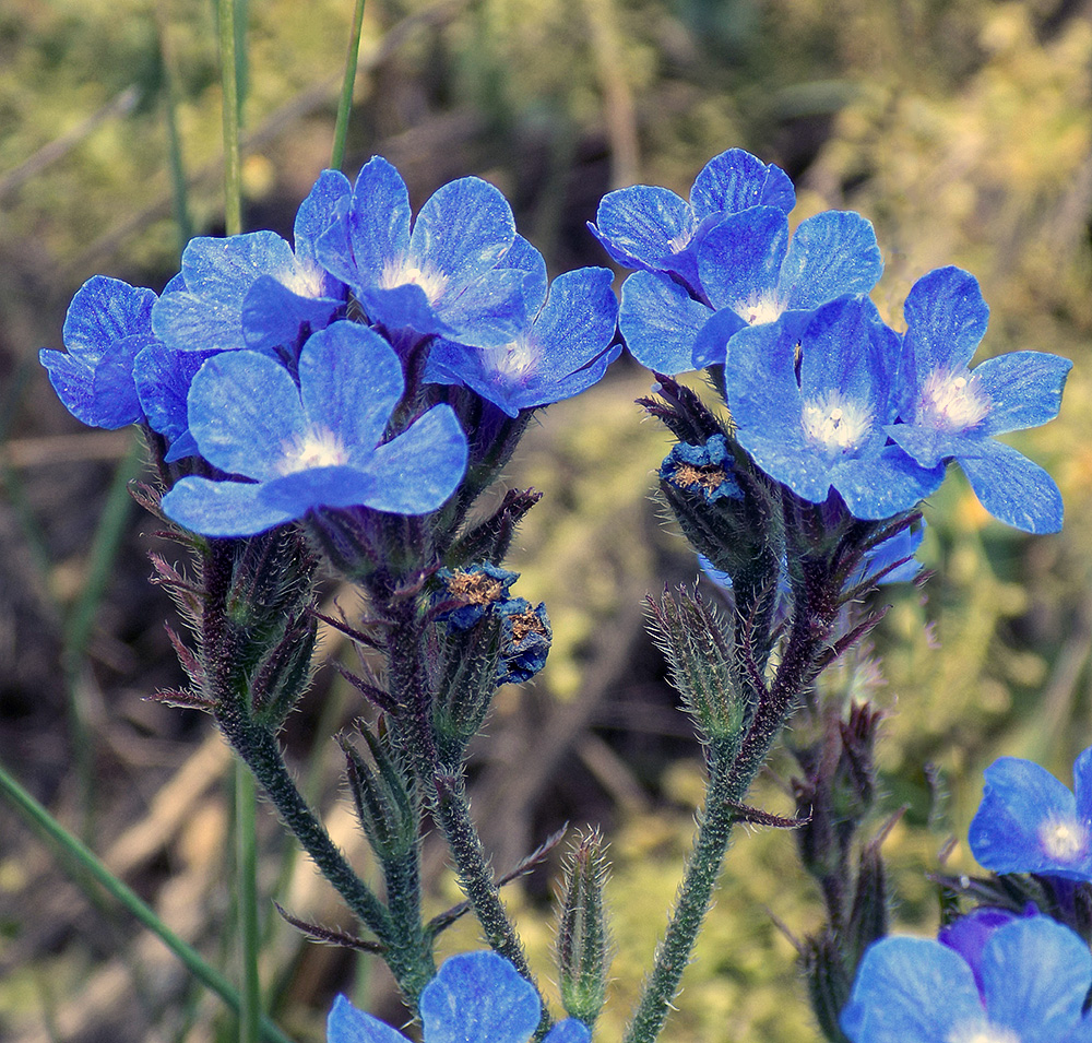 Image of Anchusa azurea specimen.