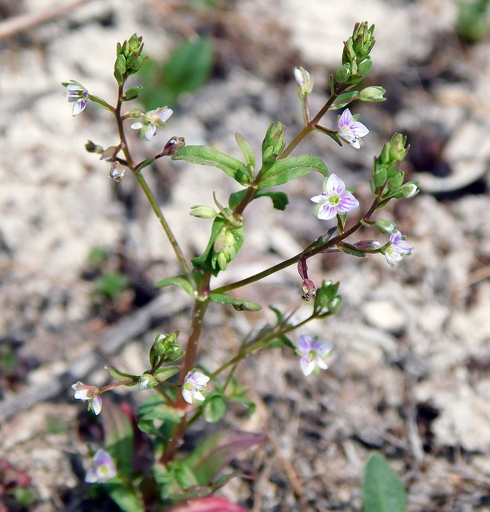 Image of Veronica anagallis-aquatica specimen.