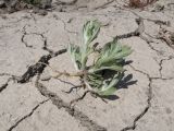 Gnaphalium rossicum. Извлечённое из субстрата растение с корнем. Краснодарский край, Крымский р-н, окр. станицы Гладковская, обсохшее дно пруда, корка подсыхания. 03.06.2018.