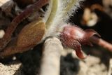 Asarum europaeum