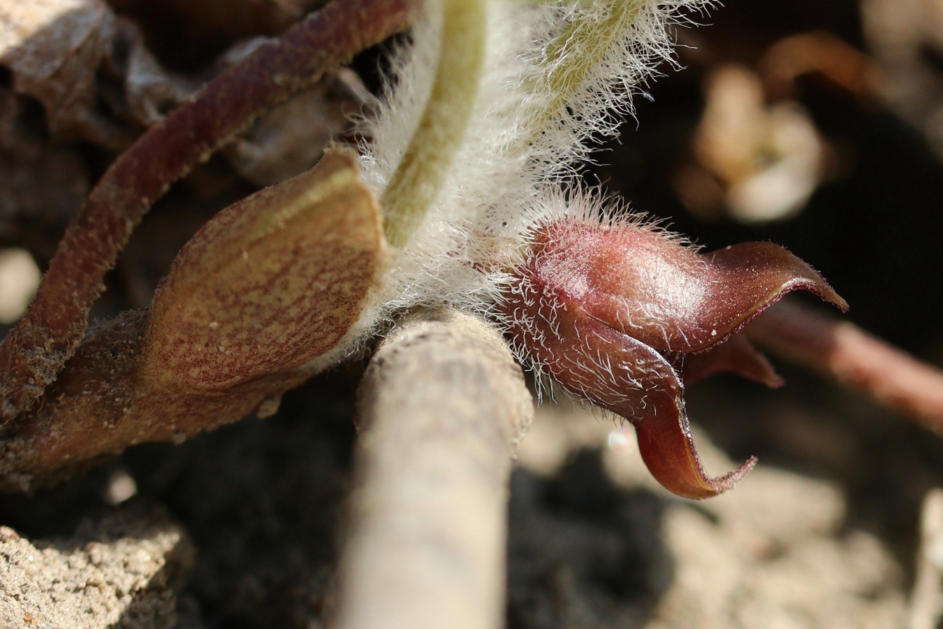 Изображение особи Asarum europaeum.