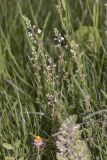 Veronica serpyllifolia