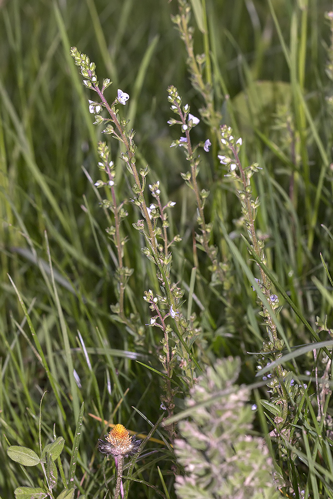 Image of Veronica serpyllifolia specimen.