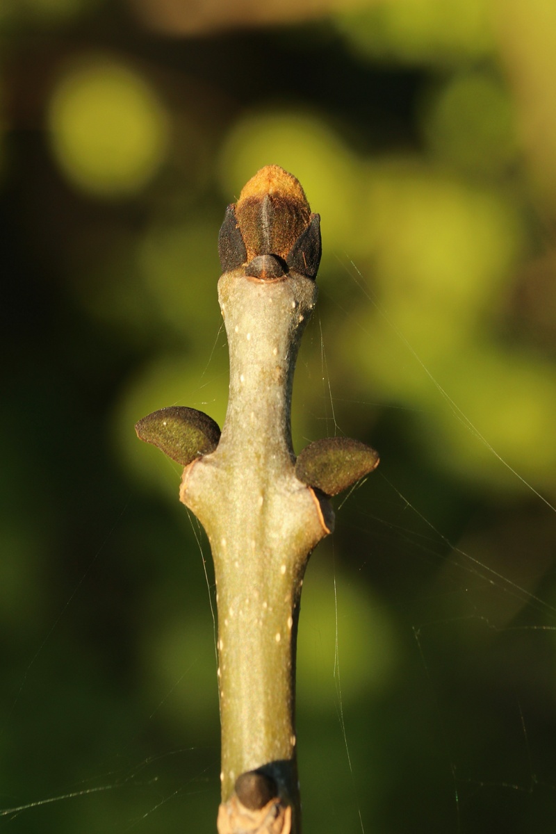 Image of Fraxinus excelsior specimen.